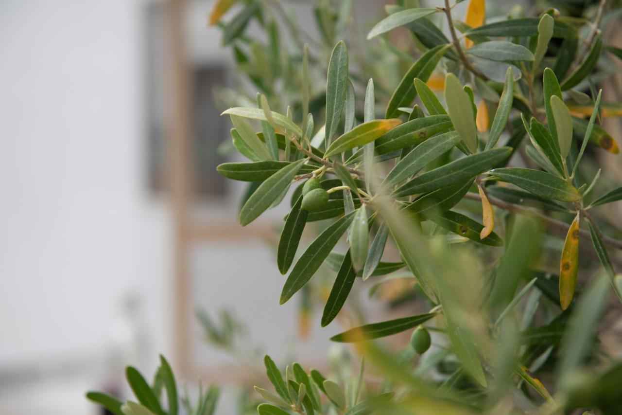 Agrikia Tis Vasilikis Apartment Ormilia Luaran gambar