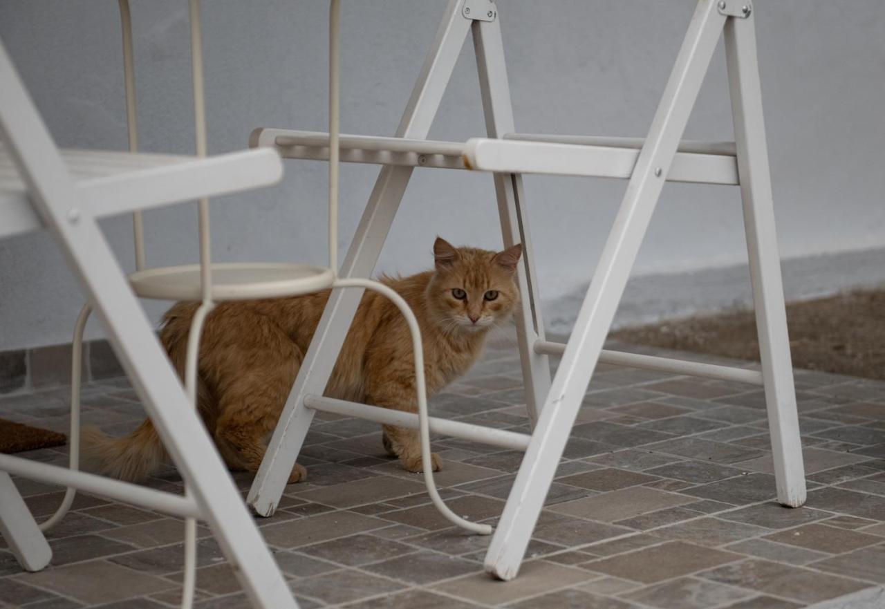 Agrikia Tis Vasilikis Apartment Ormilia Luaran gambar